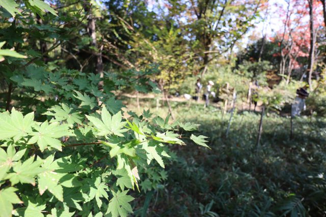 植樹活動